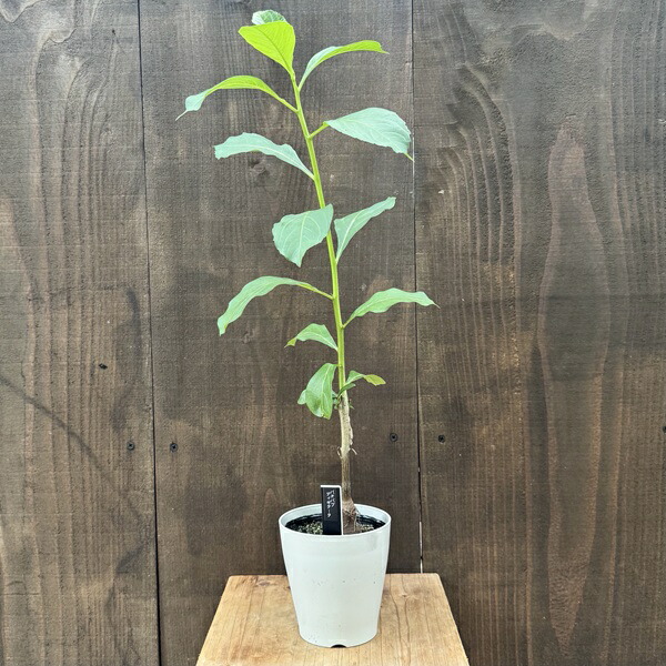 楽天市場】観葉植物/バオバブ：アダンソニア ザー バリエガータ