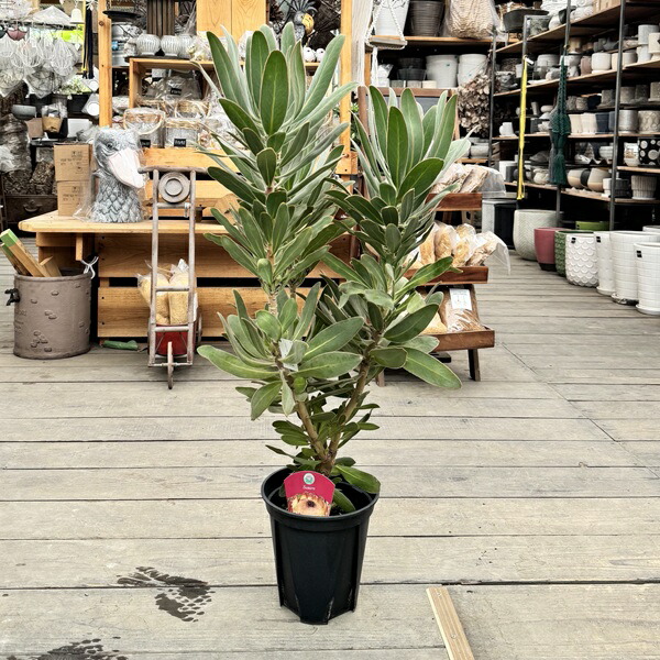 楽天市場】おしゃれ 観葉植物 花苗：プロテア スザーラ*7号
