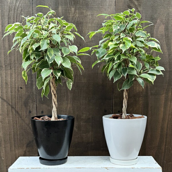 斑入り　フィカス　ベンジャミン　編み込み　天然苔仕立て　8号　陶器鉢　植え込み 斑入り フィカス ベンジャミン 編み込み 天然苔仕立て 8号 陶器鉢
