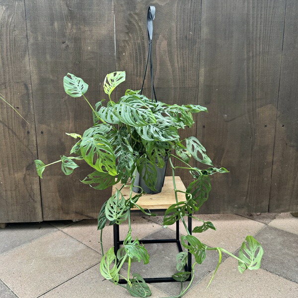 ヒメモンステラ吊り下げ式観葉植物一点物 楽天市場】おしゃれ 観葉植物：ヒメモンステラ*7号 吊り鉢 姫