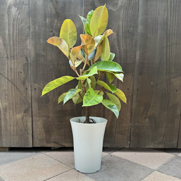 フィカス　ジン　斑入り　8号鉢つき　極上斑❗ フィカス ジン 斑入り 8号鉢つき 極上斑❗