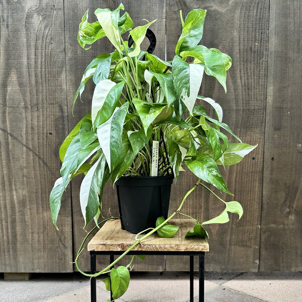 フィロデンドロン セローム 天然苔仕立て 卵形陶器鉢 植え込み