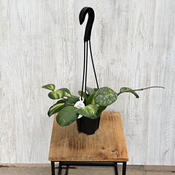 楽天市場】おしゃれ 観葉植物：ビカクシダ コウモリラン ビーチー*8号