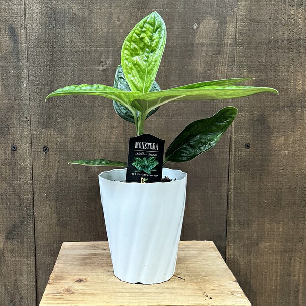 楽天市場】モンステラ ジェイド シャトルコック 鉢は6号サイズ高さ40