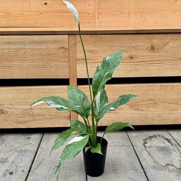 楽天市場】観葉植物 斑入り スパティフィラム センセーション 6号鉢