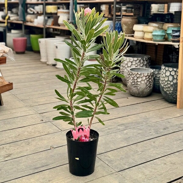 楽天市場】おしゃれ 観葉植物 花苗：プロテア エキシミア*6号 Protea