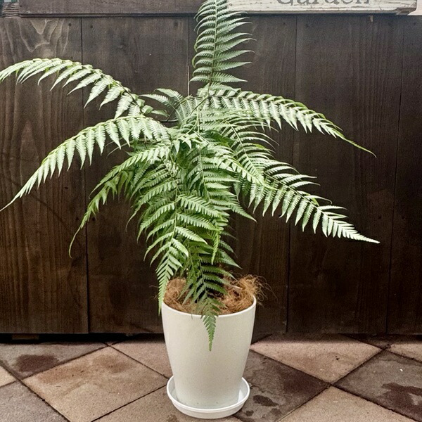 楽天市場】おしゃれ 観葉植物 キンモウコウ：ゴールデンモンキー