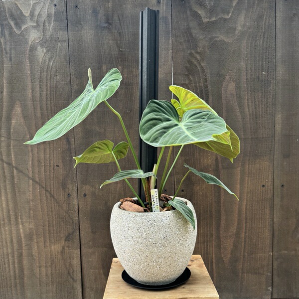 観葉植物 鉢色選べます:フィロデンドロン エルチョコレッド*バークチップ飾り