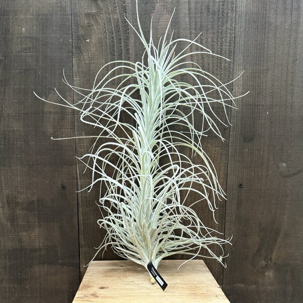 楽天市場】観葉植物：チランジア エアープランツ テクトラムXL