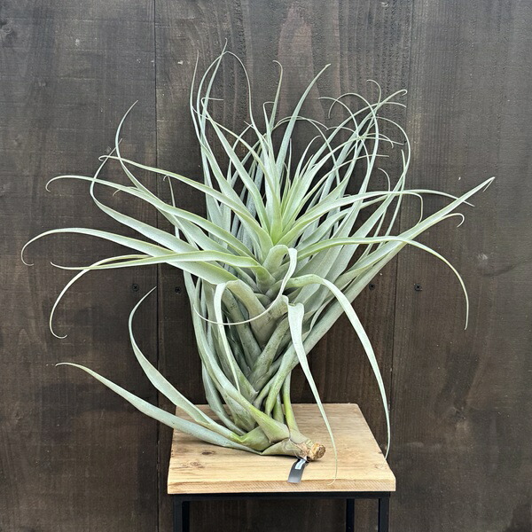 チランジア　ドラティ　エアープランツ 観葉植物：チランジア エアープランツ ドラティ 現品*ドゥラティ