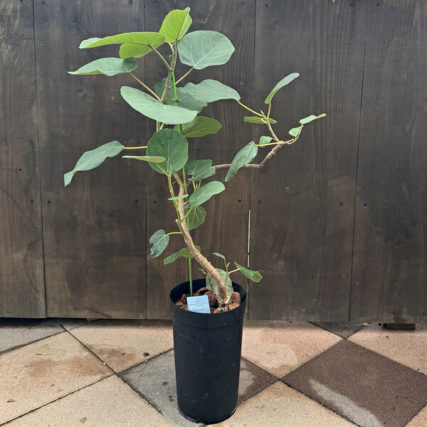 楽天市場】鉢花 観葉植物：エニシダ*6号 黒プラ 姫エニシダ