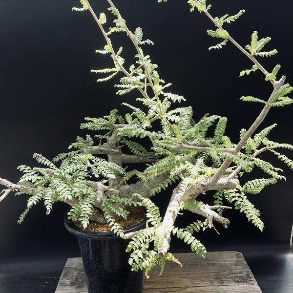 楽天市場】コーデックス：キフォステンマ ウター マクロプス