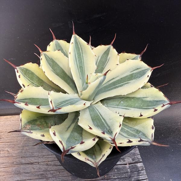 楽天市場】多肉植物：アガベ メリコ 王妃吉祥天*幅10cm : 遊恵盆栽