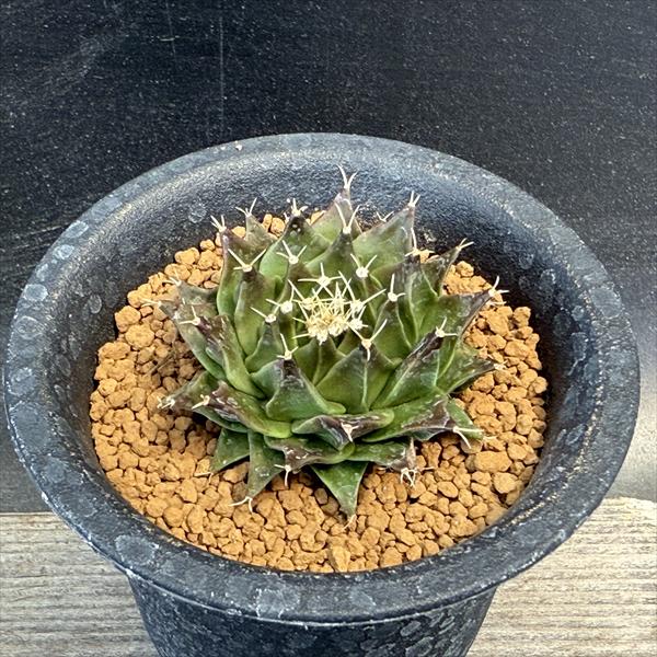 楽天市場】サボテン：コピアポア コルムナアルバ 孤竜丸（こりゅうまる