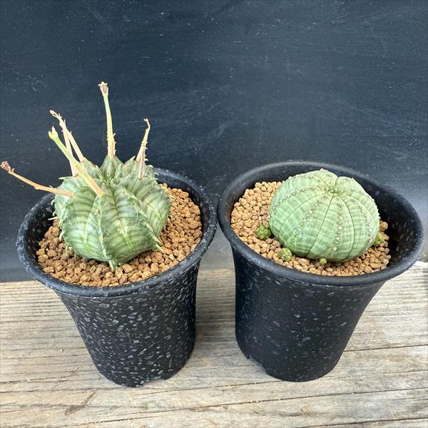 ユーフォルビア　オベサ梵天/珍奇植物/多肉植物 i*9様 ユーフォルビア オベサ梵天/珍奇植物/多肉植物 - メルカリ