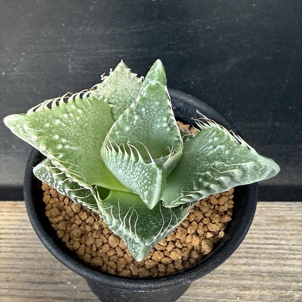 多肉植物　ガステリア　batesiana錦抜き苗 ガステリア バテシアーナ Gasteria batesiana｜多肉植物図鑑