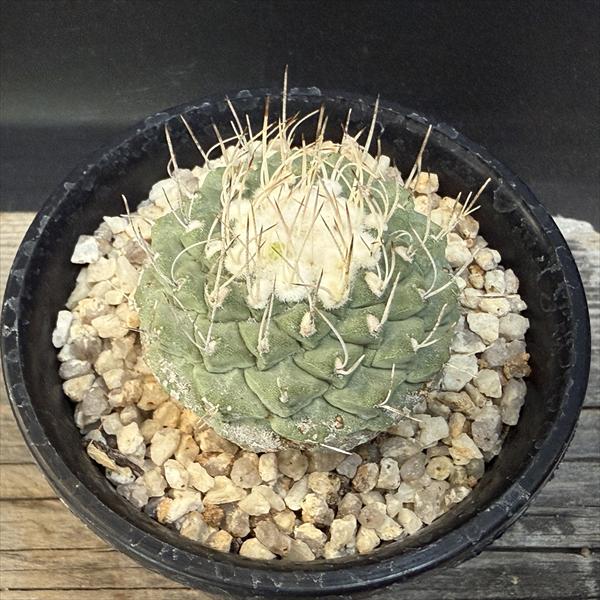 楽天市場】カクタス・スケルトン60cm（013） （サボテン骨格） 1本