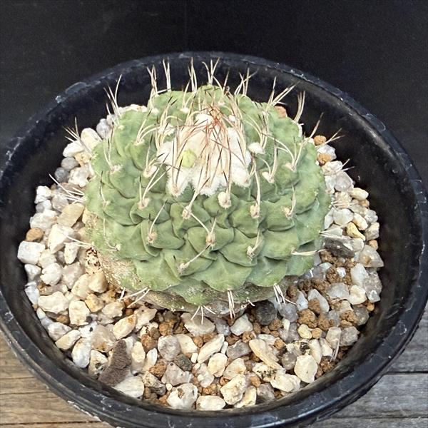 サボテン　メロカクタス　月光雲　実生　鉢のまま発送 Amazon｜サボテン メロカクタス 月光雲 実生｜観葉植物 オンライン通販