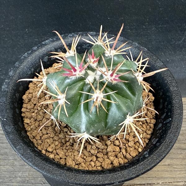サボテン M19 楽天市場】サボテン：ノトカクタス 紅冠丸*幅4cm : 遊恵盆栽