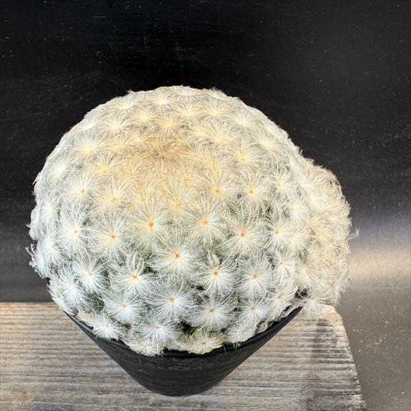 赤刺エリオカクトイデス 実生 鉢植えメルカリ便送料込み 菊水大型タイプ 実生 鉢植えメルカリ便送料込み - メルカリ