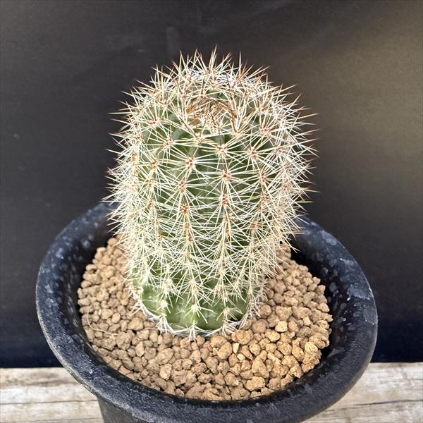 花 サボテン ☆奈良研☆サボテン・多肉色々☆141☆花牡丹☆