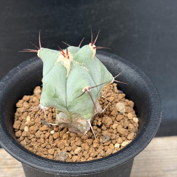 楽天市場】サボテン：エキノフォスロカクタス 鶴鳳竜*幅4cm : 遊恵盆栽