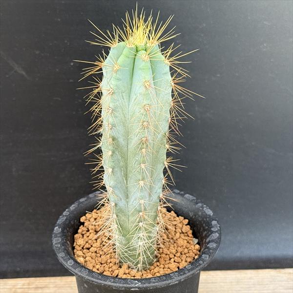 フェロカクタス　ピロサス 20苗 抜き苗 フェロカクタス ピロサス 20苗 抜き苗