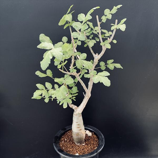 楽天市場】コーデックス：マテレア シクロフィラ 実生*M 塊根幅4.5cm