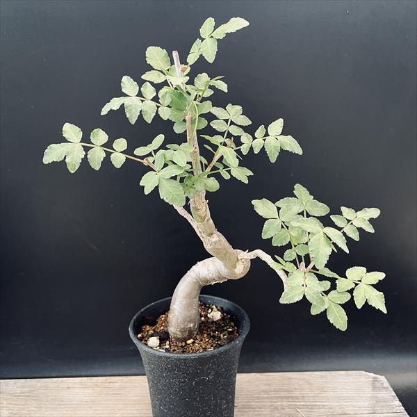 楽天市場】ブルセラ ファガロイデス Bursera fagaroides コーデックス