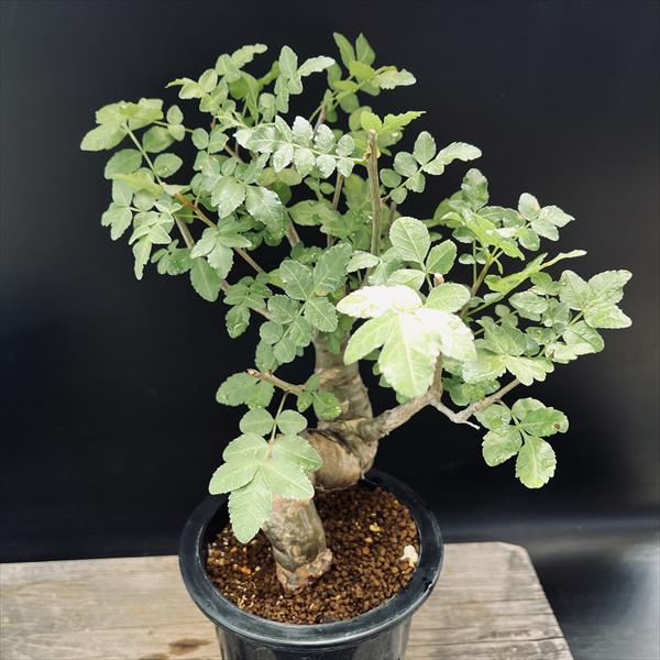 楽天市場】コーデックス：キフォステンマ ウター マクロプス*塊根幅