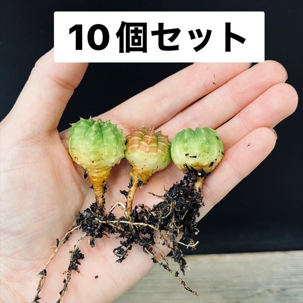 楽天市場】☆特価☆多肉植物：ユーフォルビア オベサ 抜き苗 10個