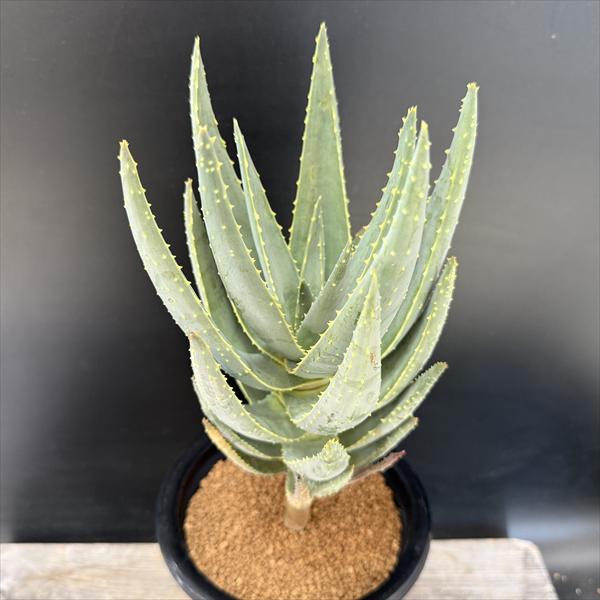 楽天市場】多肉植物：アロエ 竜山錦*幅21cm 現品！一品限り