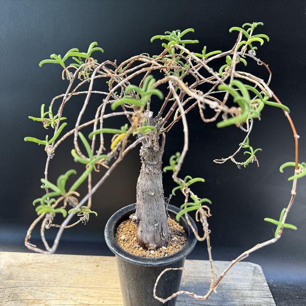 キフォステンマ・ウター・マクロプス Cyphostemma uter var. macropus