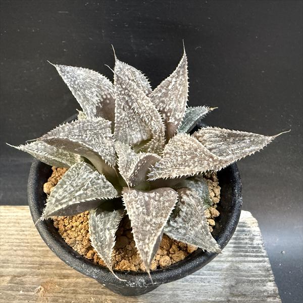 楽天市場】多肉植物 ハオルチア 白銀ピクタ 7.5cmポット 観葉植物