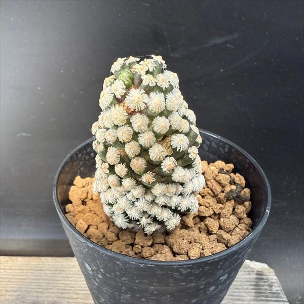 サボテン　特白多毛かぐや姫　カキ仔　径18.0cm サボテン：エピテランサ かぐや姫*2頭 全幅5ｃｍ | サボテン＆多肉植物