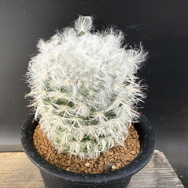 sensyuu ゲオヒントニア・メキシカーナ (二頭・台付）　抜き苗 ゲオヒントニア・メキシカーナ (二頭・台付） 抜き苗