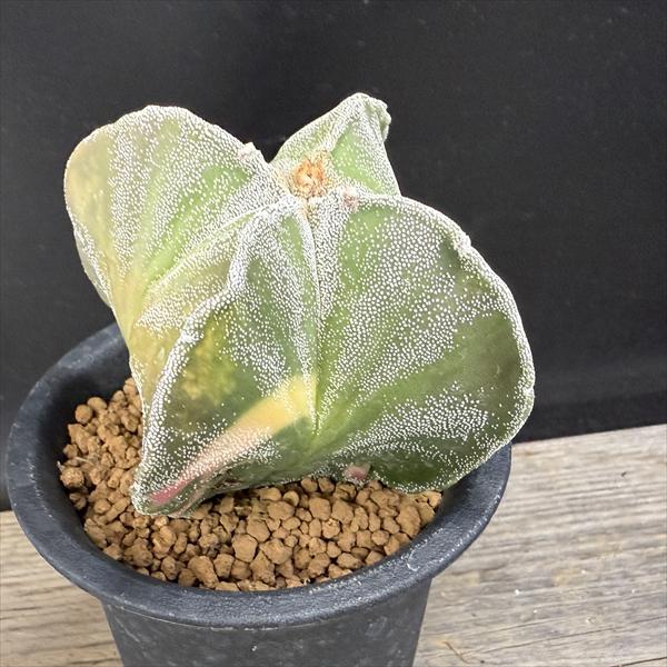 楽天市場】サボテン：アストロフィツム 四角鸞鳳玉錦 実生*幅7cm