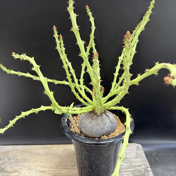 楽天市場】コーデックス：ユーフォルビア アトロビリディス*塊幅5cm