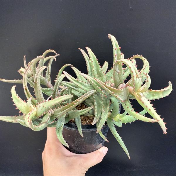 激レア！　アロエ　マクラータ錦　（マキュラータ錦） Aloe maculata - Etsy 日本