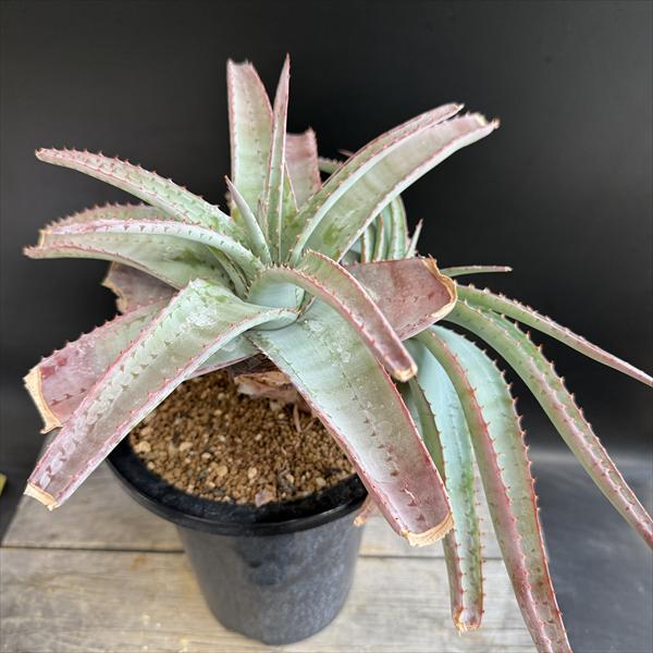 楽天市場】多肉植物：アロインドロン（アロエ） ピランシー 国内