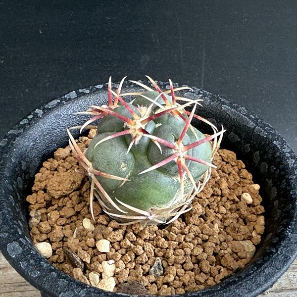 楽天市場】サボテン：フェロカクタス 王冠竜 実生*幅3cm