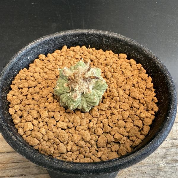 アズテキウム ヒントニー サボテン 実生 直径約6.0cm y-bonsai_s11238v