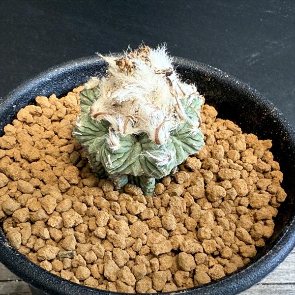 楽天市場】サボテン：アズテキウム 花籠（はなかご）*幅11cm