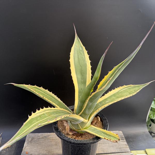 楽天市場】【現品・現物】サルミアナ フェロックス錦 縞斑 斑入り