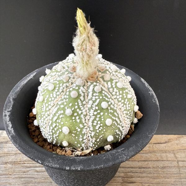 【美株】アストロフィツム兜丸 国内実生 サボテン 多肉植物 コーデックス 塊根 兜丸錦 (2309-N11)：アストロフィツム属 ※実生 | 万緑 BAN RYOKU