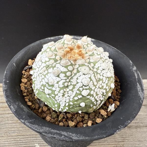 スーパー兜　アストロフィツム　サボテン　恩塚　ランポー サボテン アストロフィツム 恩塚ランポー×スーパー兜 実生