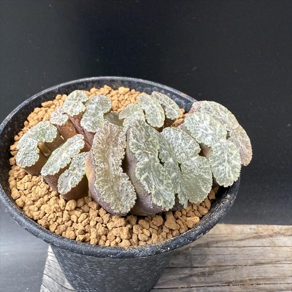 39d ハオルチア　多肉植物　広重玉扇錦　自家繁殖 楽天市場】多肉植物：ハオルチア 玉扇錦*幅7.5cm 現品！一品