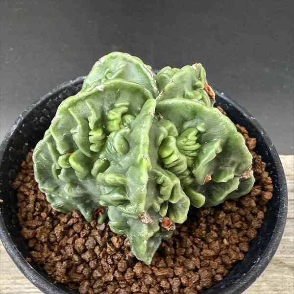 楽天市場】サボテン：アストロフィツム 山川ストロンギ鸞鳳玉 実生*幅