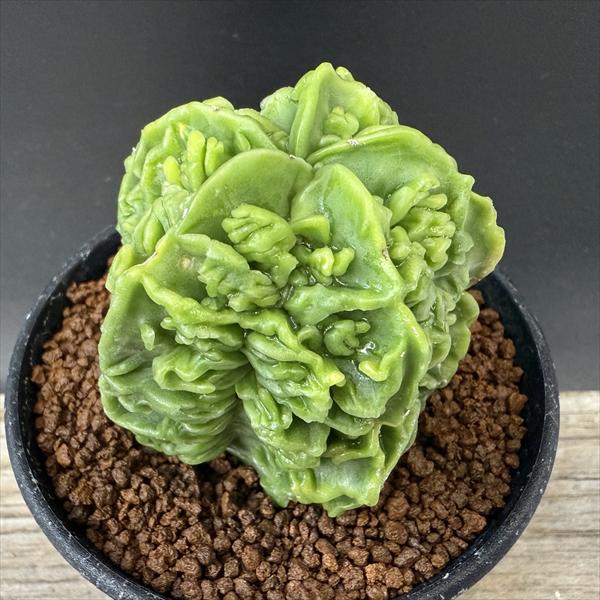 楽天市場】サボテン：アストロフィツム 山川ストロンギ鸞鳳玉 実生*幅