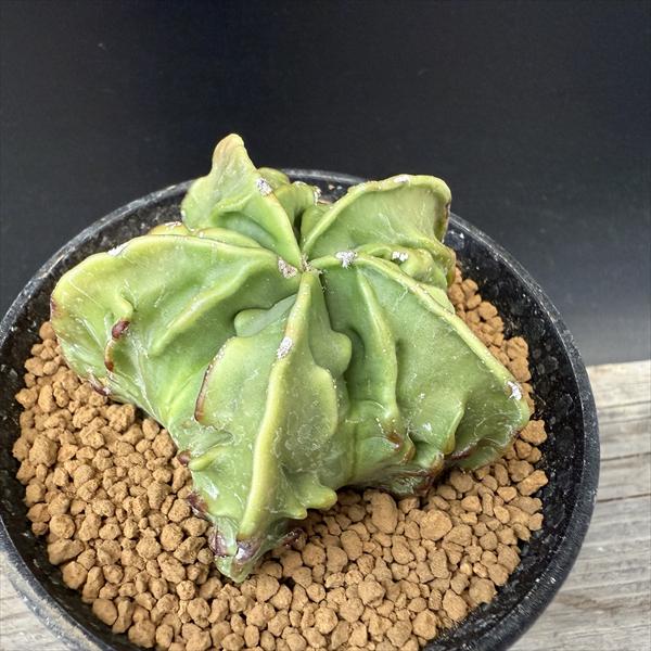 山川ストロンギ　実生 楽天市場】サボテン：アストロフィツム 山川ストロンギ鸞鳳玉 実生*幅